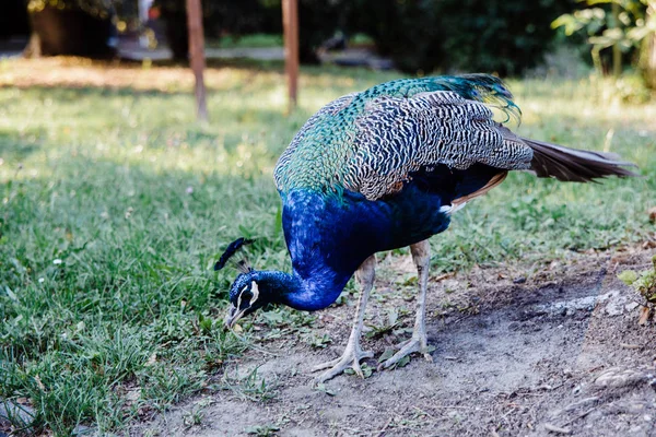 フリーレンジ孔雀 動物園での動物 大規模なシレジア動物園での青い孔雀の歩行 — ストック写真