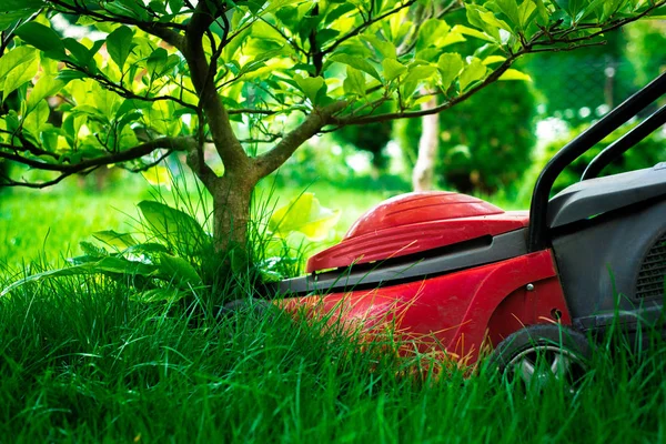 Mowing Grass Gardener Mows Grass Red Electric Mower Work Garden — Stock Photo, Image