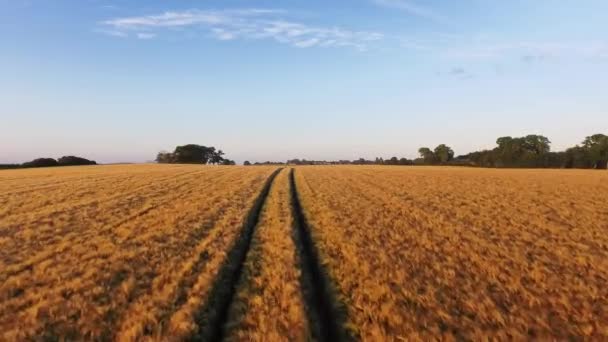 Vuelo Aéreo Sobre Huellas Tractores Campo Trigo Hermoso Clima — Vídeos de Stock