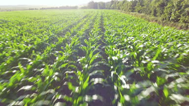 Drone uçuş yakın çekim yeşil alanın güneşli gün