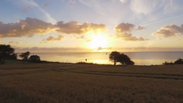 Drone Vlucht Gouden Ochtend Licht Boven Een Veld Strand Tarwe — Stockvideo