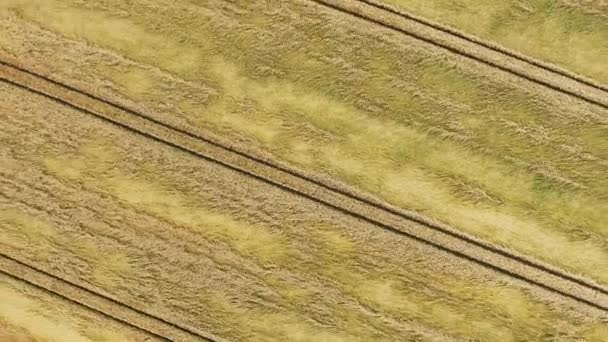 Wheat Field Abstract Aerial Top View Perspective Growing Plants — Stock Video