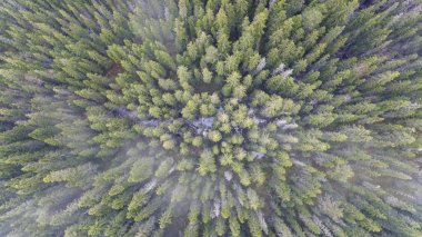 Puslu bir yeşil ormanın dron Üstten Görünüm.