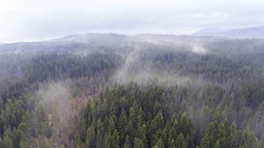 Bir dron kaynaktan dağda sisli yeşil orman görünümünü.