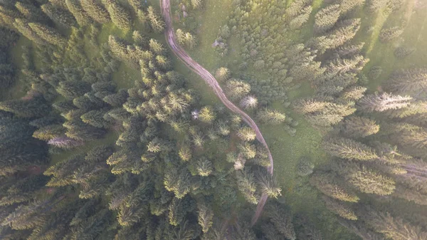 Vista Superior Caminho Que Atravessa Uma Floresta Enevoada — Fotografia de Stock