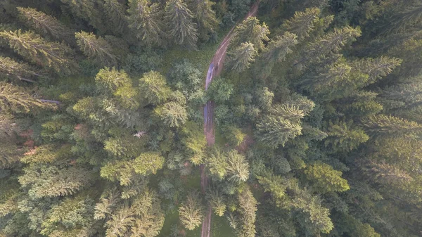 Blick Von Oben Auf Den Weg Wald Zwischen Den Bäumen — Stockfoto