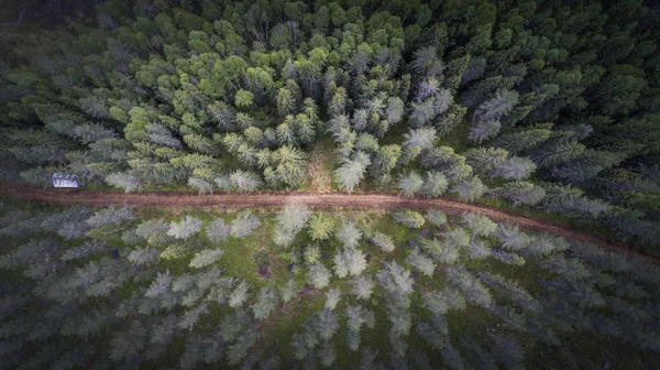 Ovanifrån Väg Som Löper Genom Dimmig Skog — Stockfoto