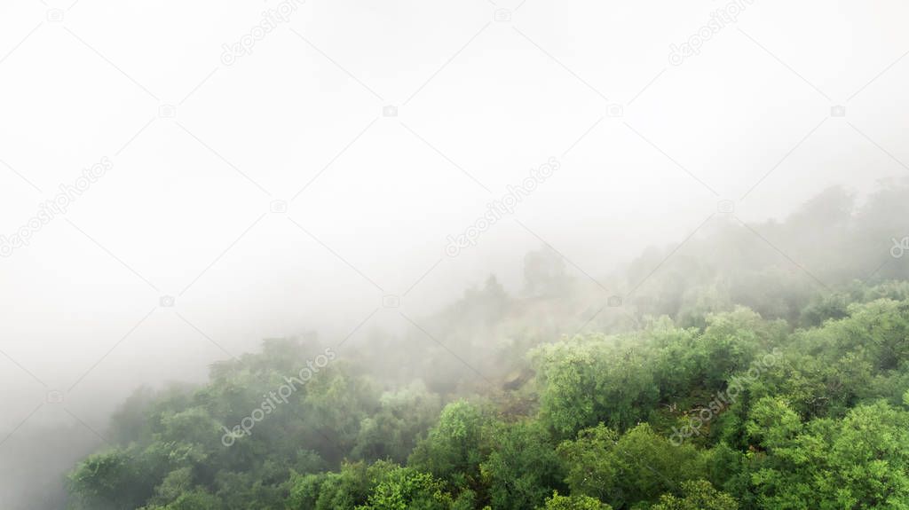 Clouds meet the forest. View of trees surrounded by fog, shot from a drone