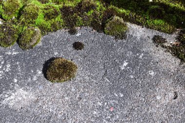 Küçük yeşil yosun örtüsüne sahip gri beton arka plan, yosun ve açık alanlar için arka plan