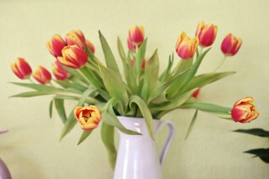 Vazo olarak beyaz bir porselen kutu içinde sarı-kırmızı laleler olan yeşil bir arka planın önünde duruyor. Yeşil arka planda bahar için dekorasyon