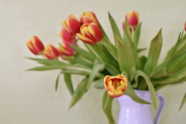 Vazo olarak beyaz bir porselen kutu içinde sarı-kırmızı laleler olan yeşil bir arka planın önünde duruyor. Yeşil arka planda bahar için dekorasyon