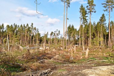 Yaz aylarında ormanın manzara manzarası 