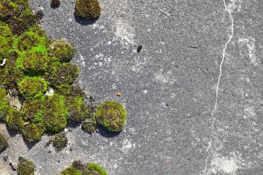 Küçük yeşil yosun örtüsüne sahip gri beton arka plan, yosun ve açık alanlar için arka plan