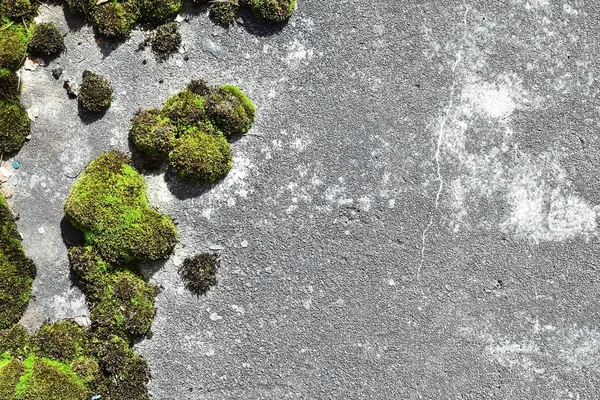 Grijze Betonnen Achtergrond Met Kleine Groene Mosbedekking Achtergrond Voor Mos — Stockfoto