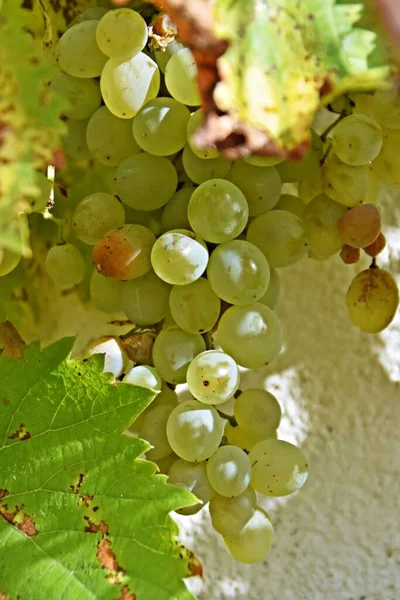 Overripe Grapes Hanging Shrub Old Wall — Stock Photo, Image
