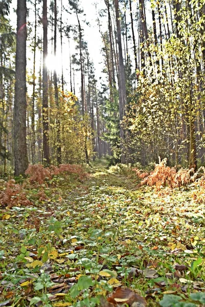 Solljus Och Trädens Sken Skog Hösten — Stockfoto