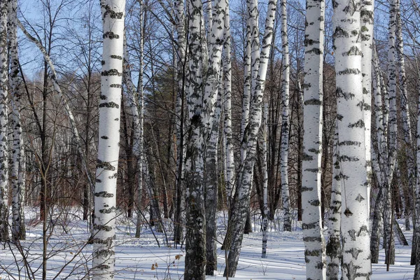 러시아 겨울-나무숲 — 스톡 사진