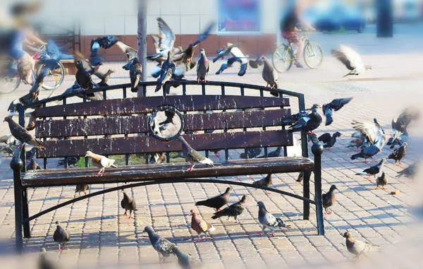 Palomas en el banco Imágenes de stock libres de derechos