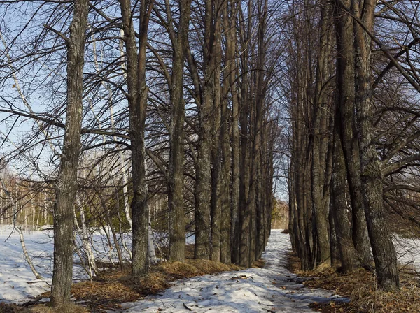 Avenue Limes erken Bahar