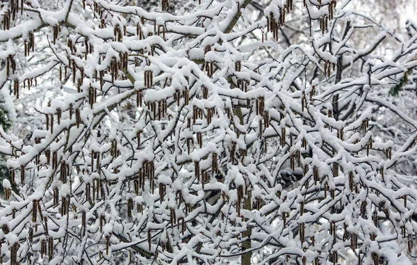 Прибытие зимы. снег. О снежных сугробах . — стоковое фото