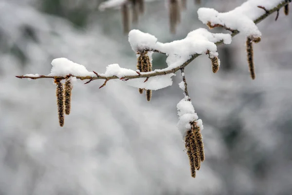 Ankunft des Winters. Schnee. auf den Schneeverwehungen des Schnees. — Stockfoto