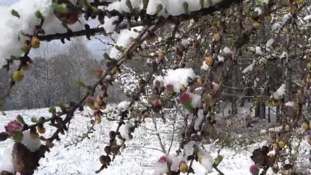 Vinter skog. Vickar i vind grenar på ett träd. — Stockvideo