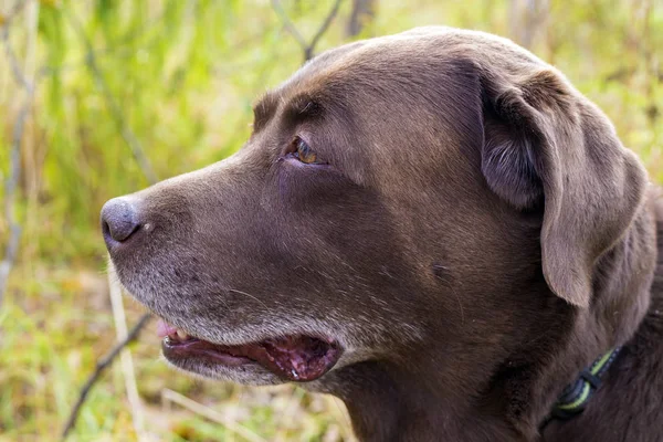 Cabeça de um labrador marrom na floresta — Fotografia de Stock