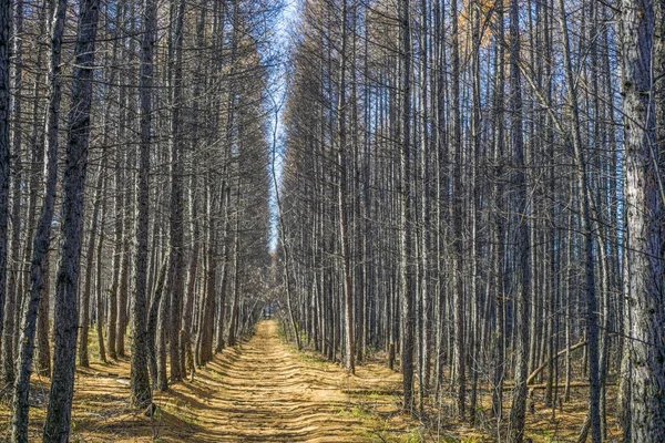 ormanda güzel sonbahar lane