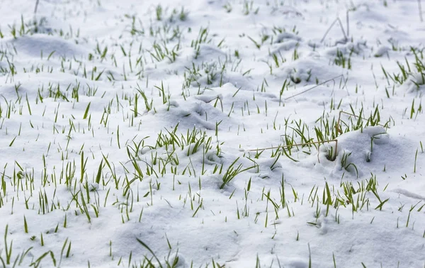 Groen gras onder de sneeuw. Plotseling, kwam winter. — Stockfoto