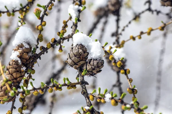 Die Zapfen auf den Ästen sind mit Schnee bedeckt. Plötzlich kam der Winter. — Stockfoto