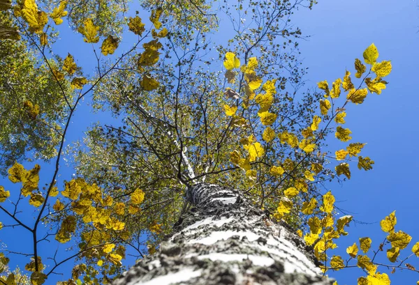 Birch forest summer landscape. view from the bottom upwards . — Stock Photo, Image