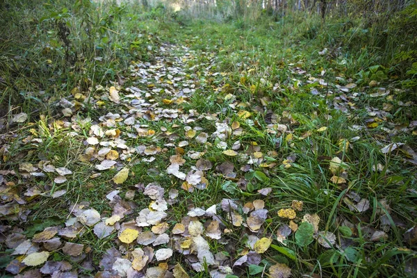 Route dans la forêt d'automne — Photo