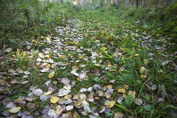Sonbahar ormanında yol
