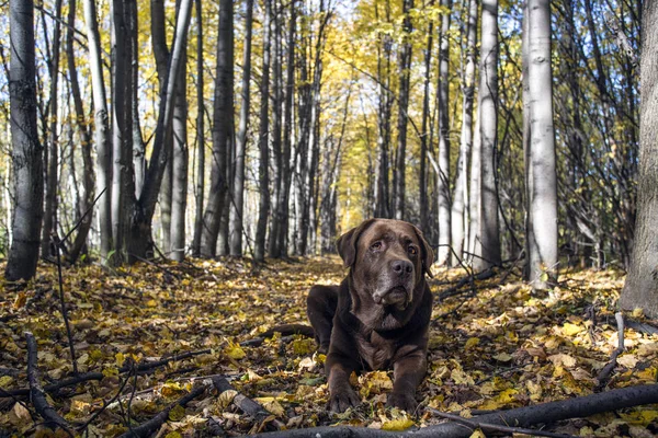 bir arka plan üzerinde ormandaki Labrador geri almak