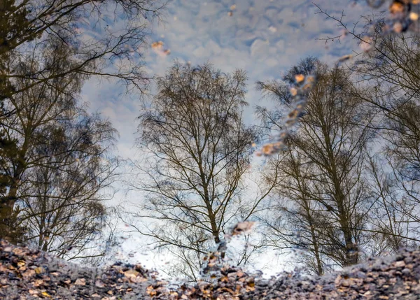 Reflet d'un arbre dans l'eau. Automne. Les feuilles tombèrent dans une flaque . — Photo