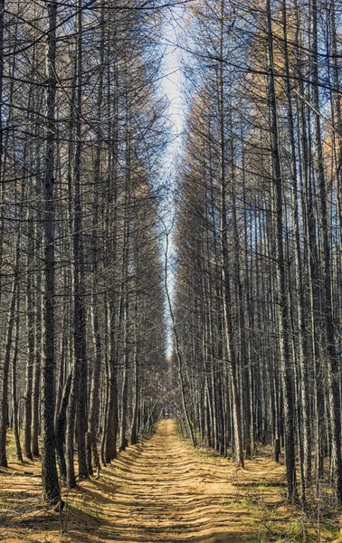 Altın yapraklar aydınlatıcı ve yol yürüme sıcak ışık ışınları ile sonbahar orman