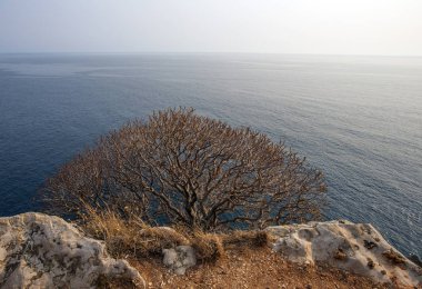 Yaz aylarında dağın üzerinde dallı ağaç.