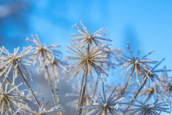 Winterblumen. eine gefrorene Pflanze im blauen Himmel. Winter. Bild für Postkarte. — Stockfoto