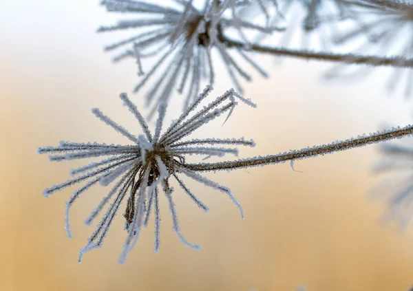 Sibirische Palme. eine gefrorene Pflanze im blauen Himmel. Winter. Bild für Postkarte. — Stockfoto