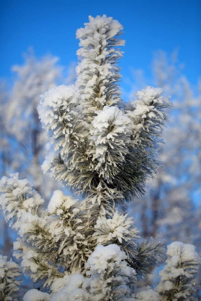 Ein einsamer Weihnachtsbaum priporozhennaya Schnee im Wald — Stockfoto