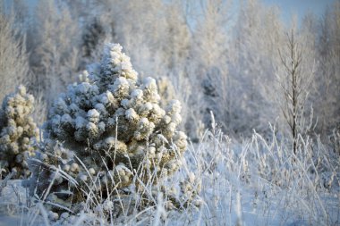 ormanda yalnız Noel ağacı priporozhennaya kar