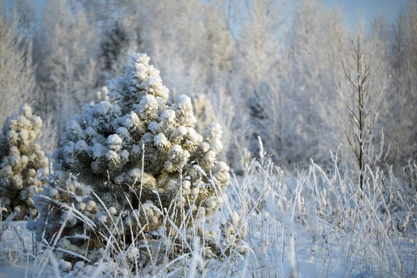 Un solitario árbol de Navidad priporozhennaya nieve en el bosque Imagen de archivo