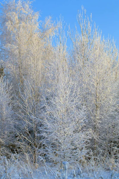 Ein mit Schnee und Frost bedeckter Winterwald. — Stockfoto