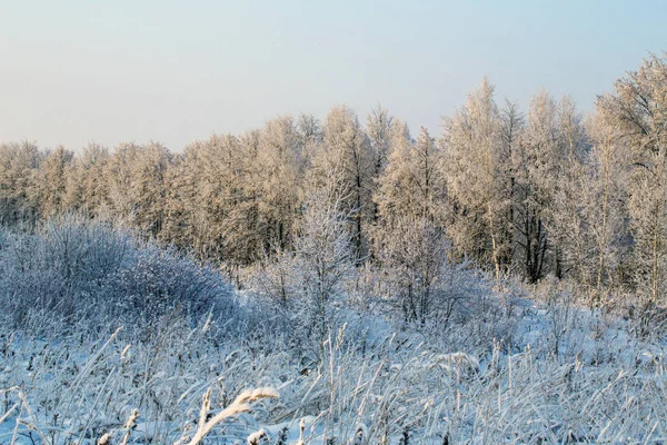 Ein mit Schnee und Frost bedeckter Winterwald. — Stockfoto