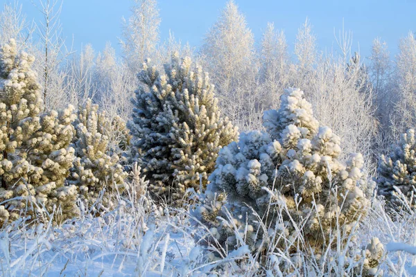 a lonely Christmas tree priporozhennaya snow in the woods