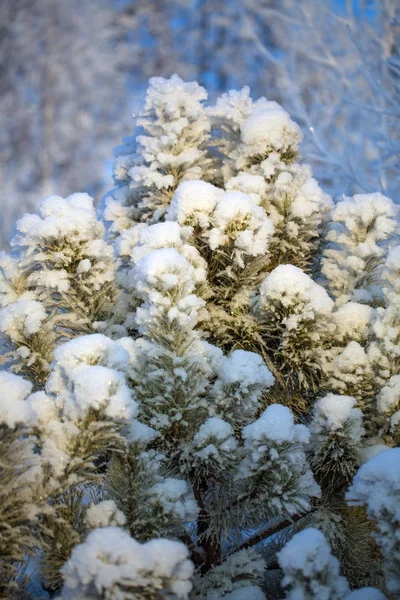 Ein einsamer Weihnachtsbaum priporozhennaya Schnee im Wald — Stockfoto