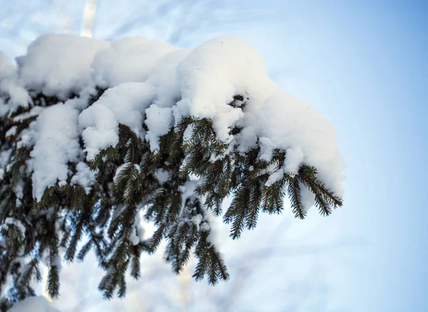 Ein Zweig grüner Fichten im Winter unter der Last einer Schneewehe. — Stockfoto