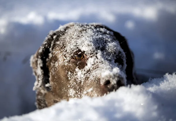 Labrador marrom chocolate na neve profunda. Um pau nos dentes . — Fotografia de Stock