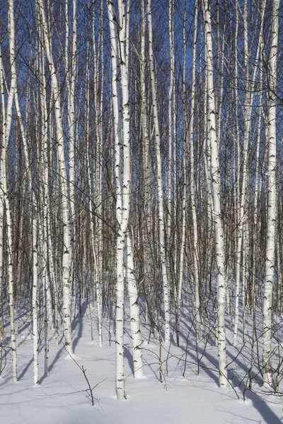 白と黒の冬の白樺の森 — ストック写真