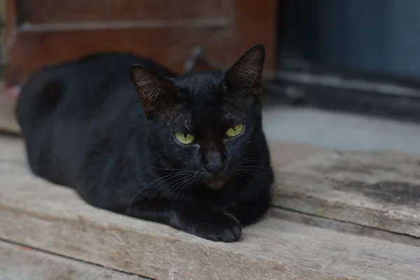 Schwarze Katze und gelbe Augen schlafen auf hölzernen — Stockfoto